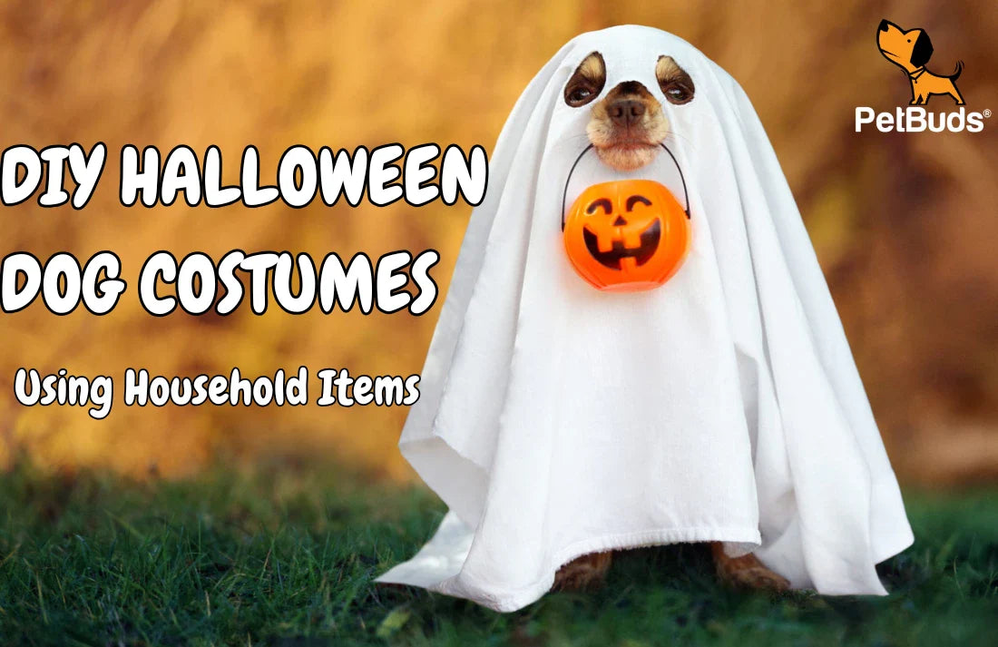 DIY Halloween Costumes for Dogs Using Household Items