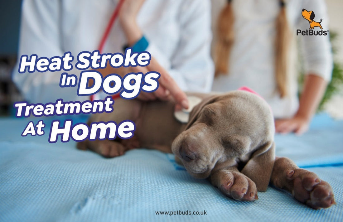 Heat Stroke In Dogs Treatment At Home