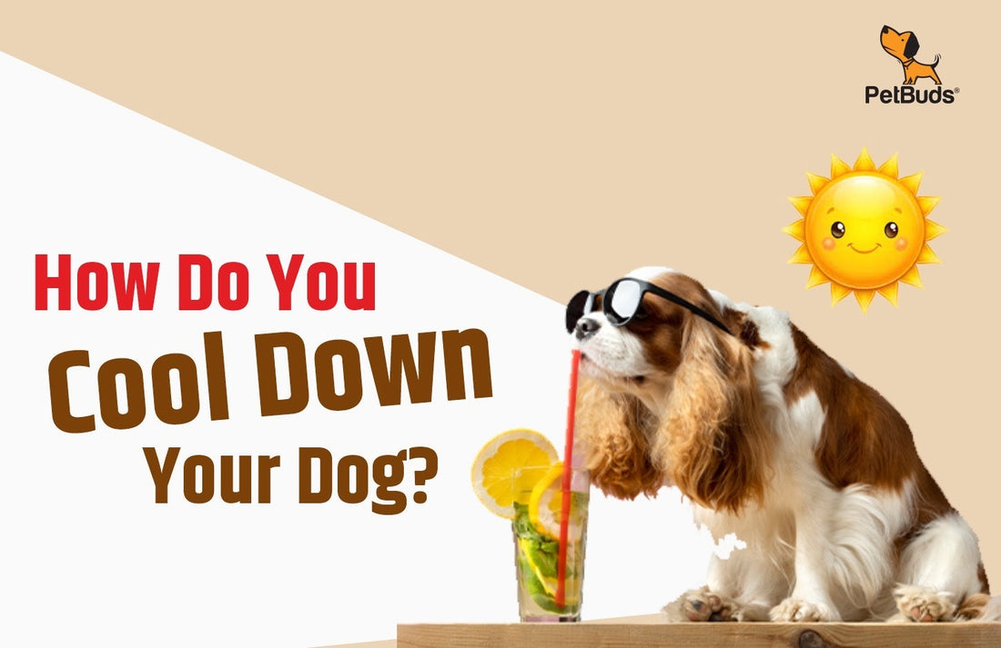 How Do You Cool Down Your Dog?