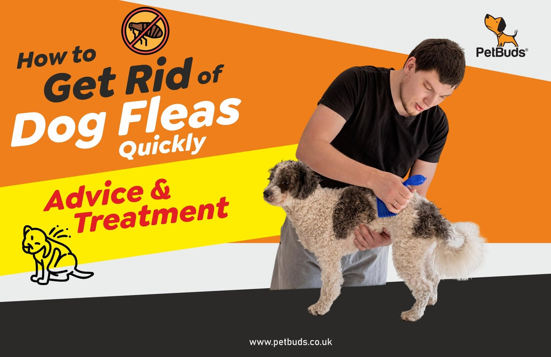 How to Get Rid of Dog Fleas Quickly: Advice & Treatment