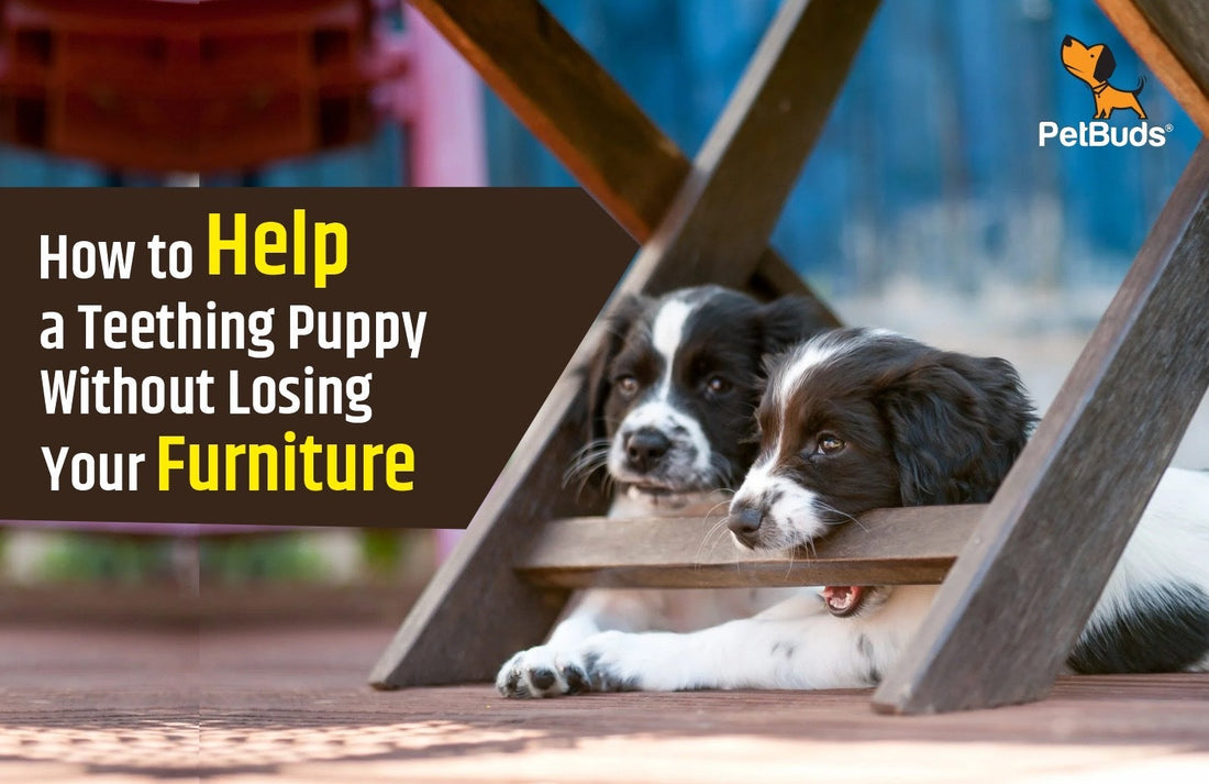 How to Help a Teething Puppy Without Losing Your Furniture
