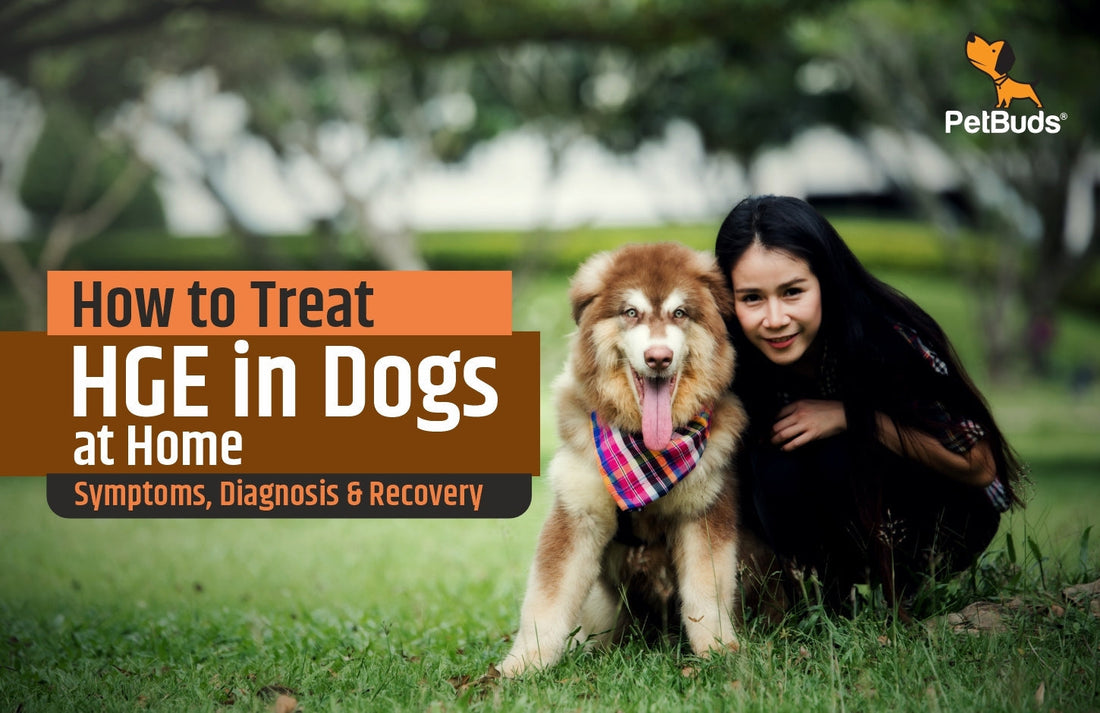 How to Treat HGE in Dogs at Home: Symptoms, Diagnosis & Recovery