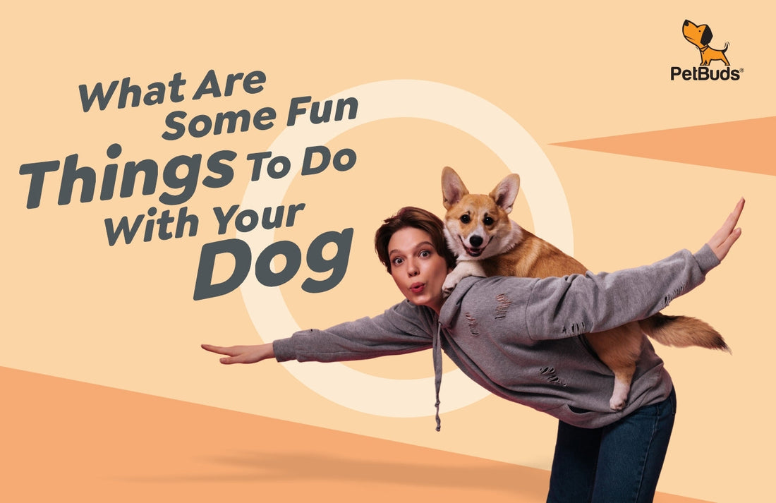 What Are Some Fun Things To Do With Your Dog
