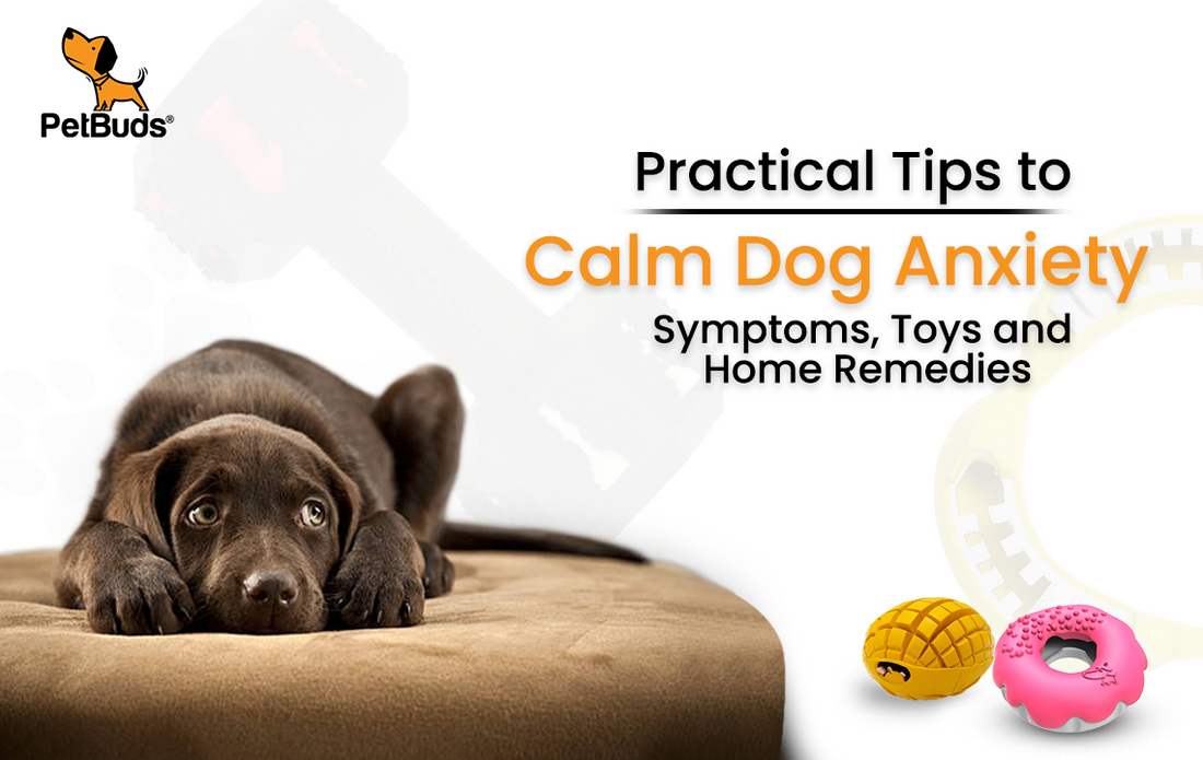 Practical Tips to Calm Dog Anxiety: Symptoms, Toys and Home Remedies