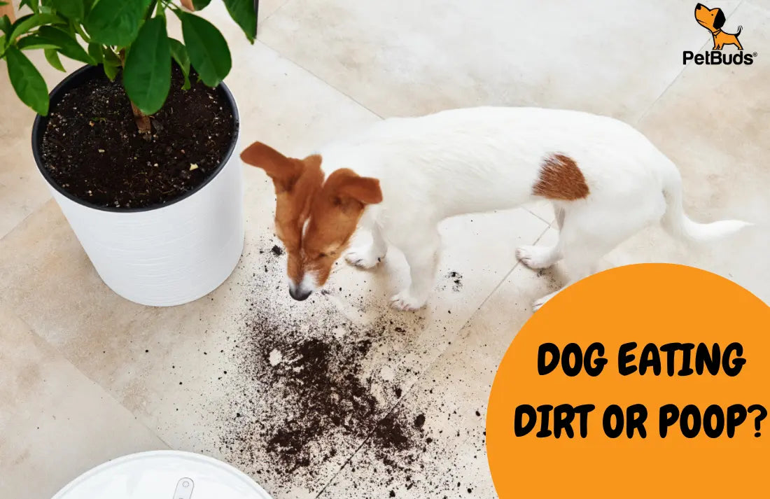Why Your Dog Eats Dirt or Poop: Causes & Safe Solutions – PetBuds