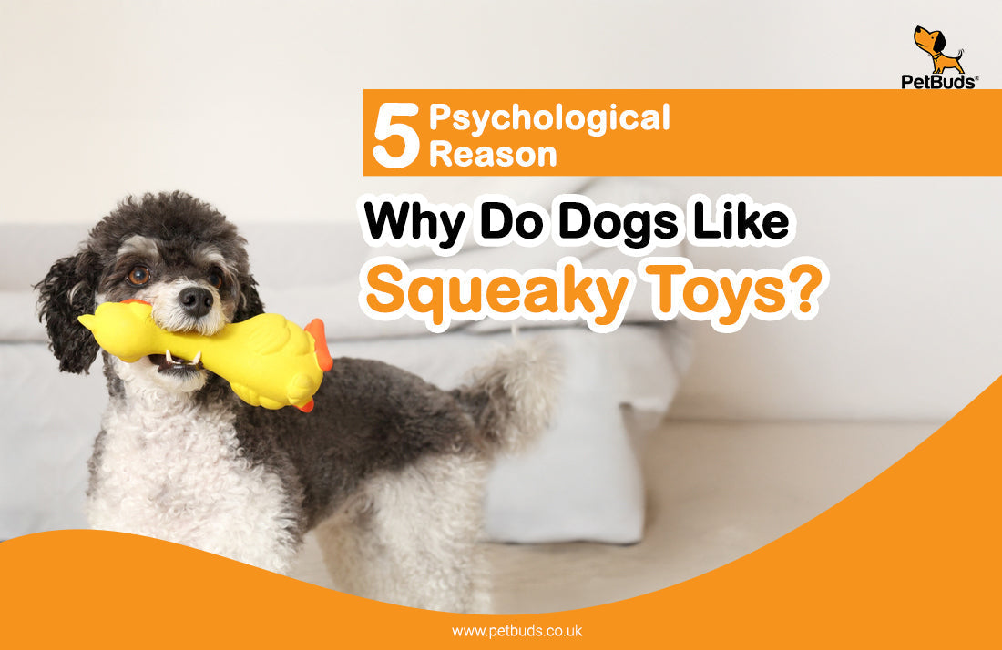 5 Reasons Why Your Dog Loves Squeaky Toys