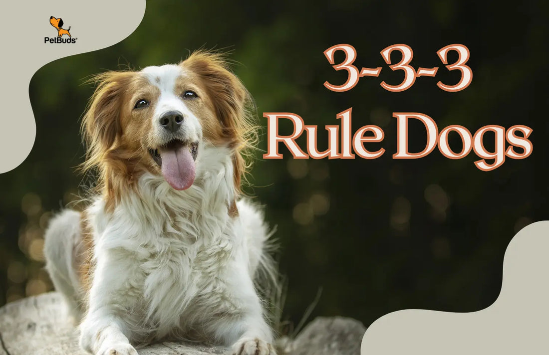 3-3-3 Rule Dogs How Long Does a Dog Take to Adjust to a New Home