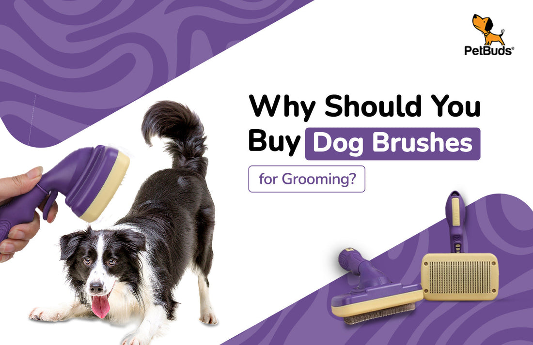 Why should you buy dog brushes | Petbuds