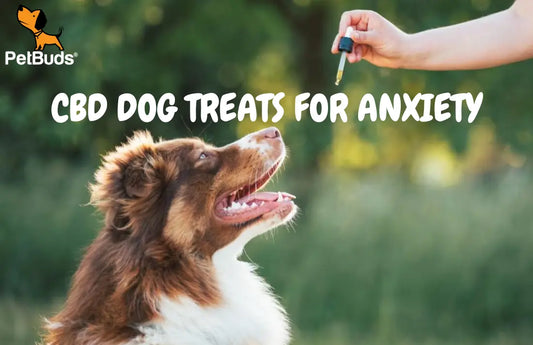 CBD Dog Treats for Anxiety - Petbuds