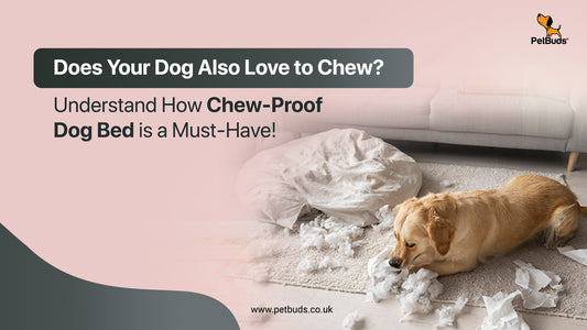 Chew-Proof Dog Beds - Changing Everything We Know About Pet Care 