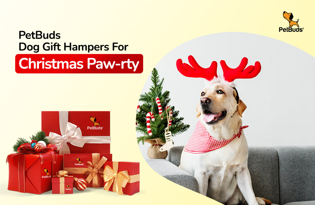 Dog Gift Hampers for a Memorable Christmas Paw-rty