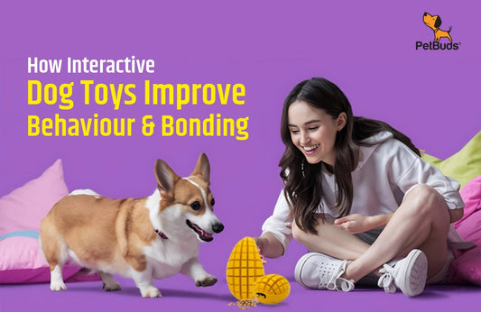 How Interactive Dog Toys Improve Behaviour & Bonding