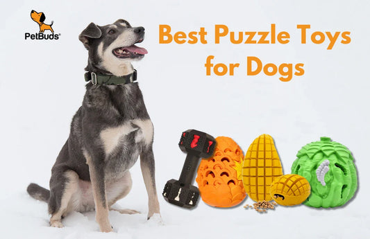 How Puzzle Toys for Dogs Improve Mental Stimulation & Reduce Boredom