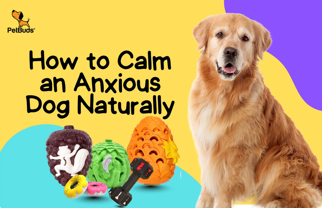 How to Calm an Anxious Dog Naturally - Petbuds UK
