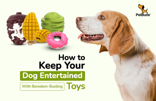 How to Keep Your Dog Entertained with Boredom-Busting Toys - Petbuds