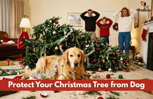 How to Protect Your Christmas Tree from Your Dog