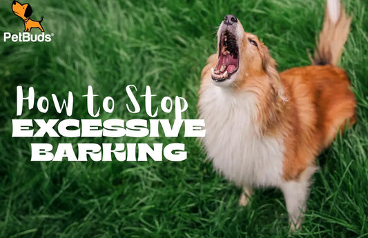 How to Stop Excessive Barking: Calm Your Dog Fast