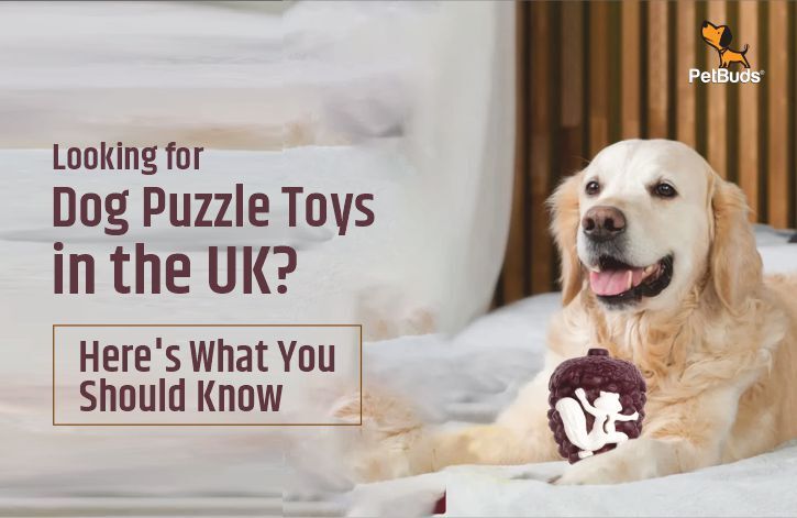 Looking for dog puzzle toys in the uk
