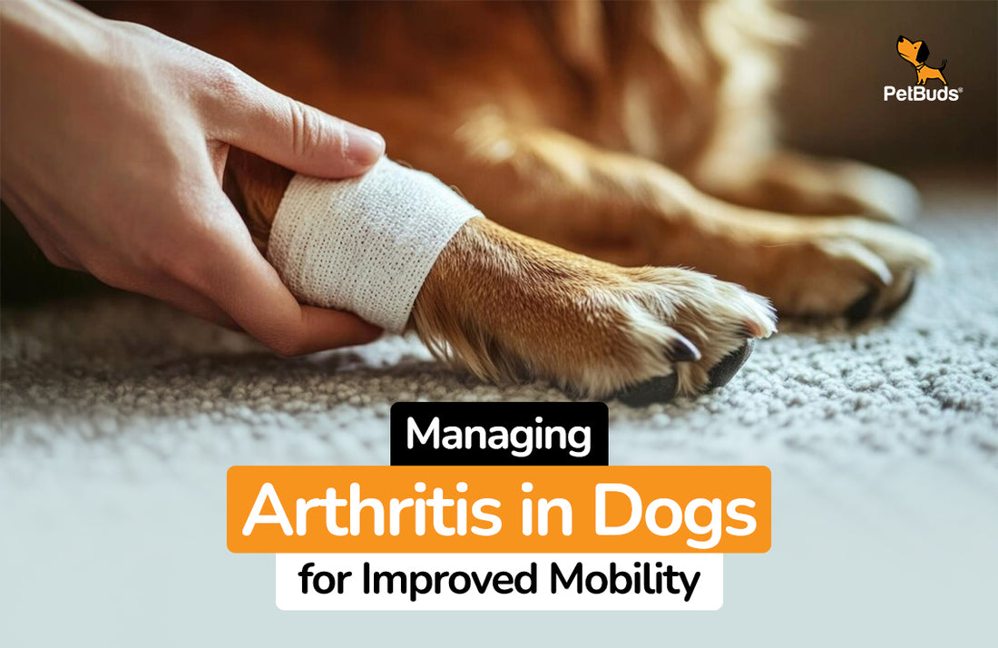 Managing Arthritis in Dogs for Improved Mobility