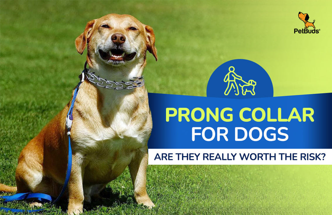 Prong Collar vs. No-Pull Dog Harness Which one is better