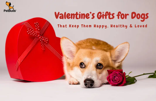 Valentine’s Gifts for Dogs That Keep Them Happy, Healthy & Loved