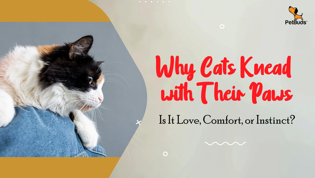 Why Cats Knead with Their Paws