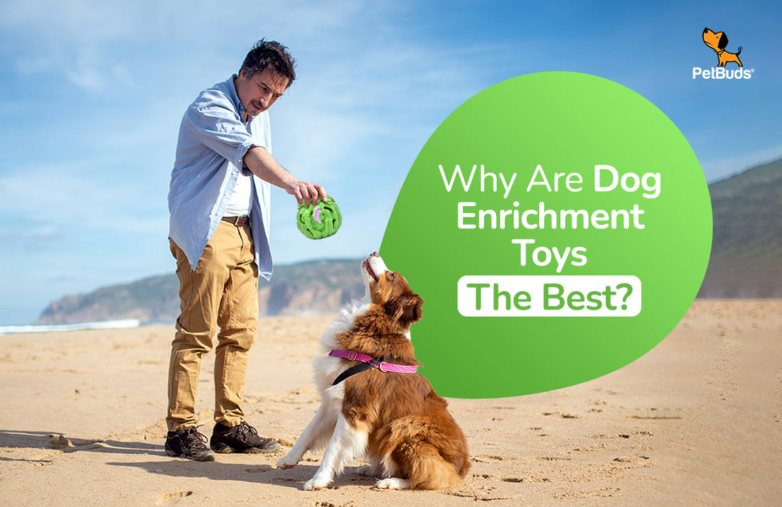 Why Are Dog Enrichment Toys the Best Importance and Tips