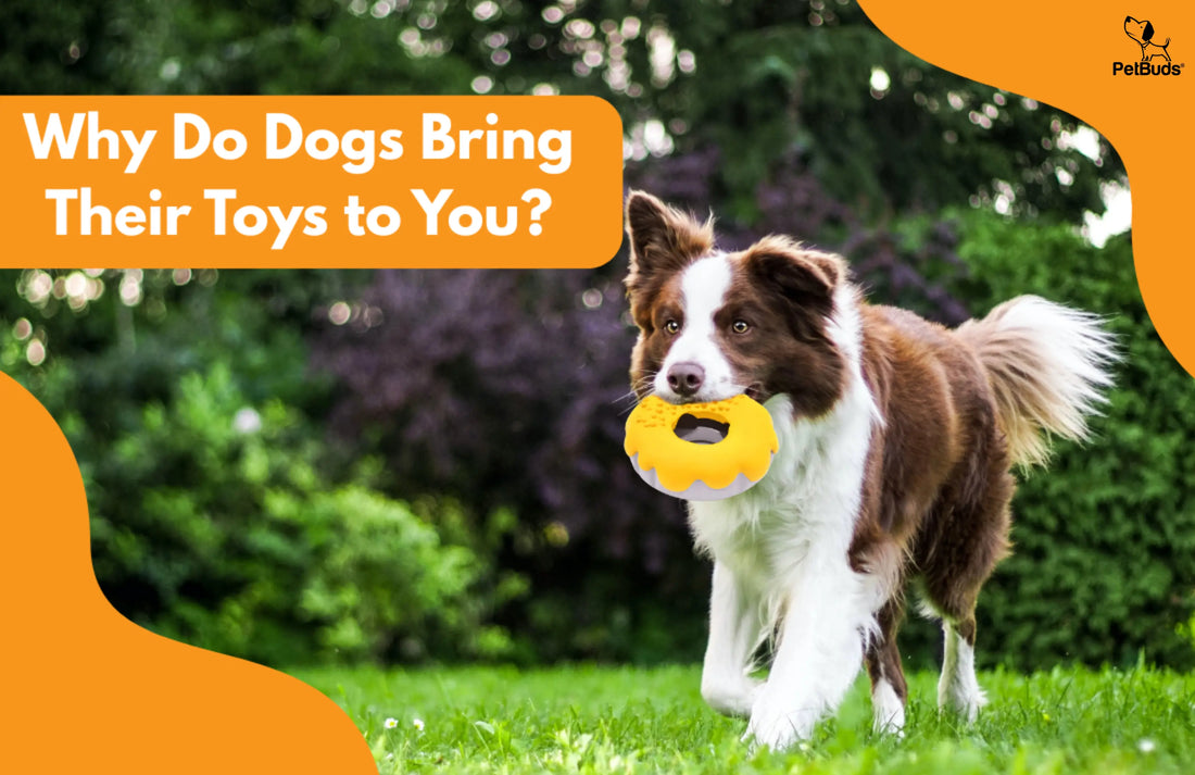 Why Do Dogs Bring Their Toys to You? -Petbuds