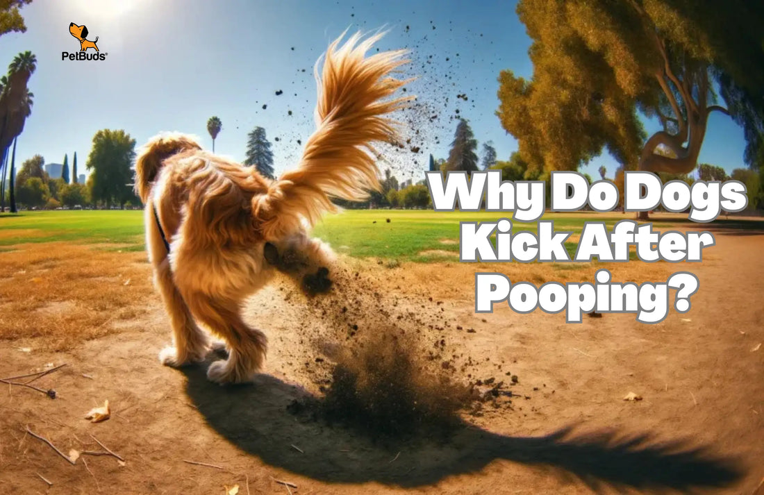 Why Do Dogs Kick After Pooping? Behaviour Explained