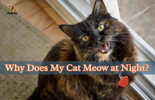 Why Does My Cat Meow at Night? Boredom Explained