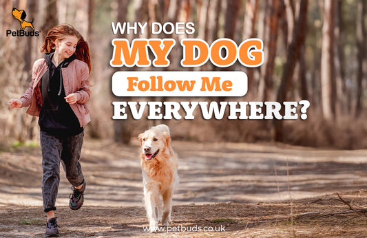 Why Does My Dog Follow Me Everywhere?