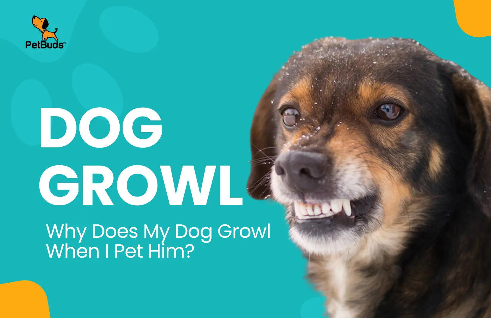 Why Does My Dog Growl When I Pet Him? Dog Behaviour – PetBuds