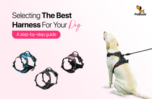 Need For Dog Harness: Your Step-by-step Guide to Selecting the Best One