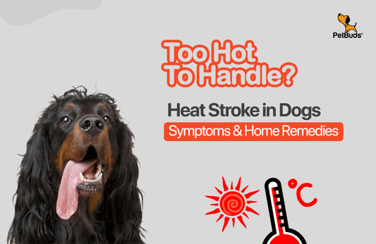 How to Prevent Heat Stroke in Dogs: Symptoms & Home Remedies