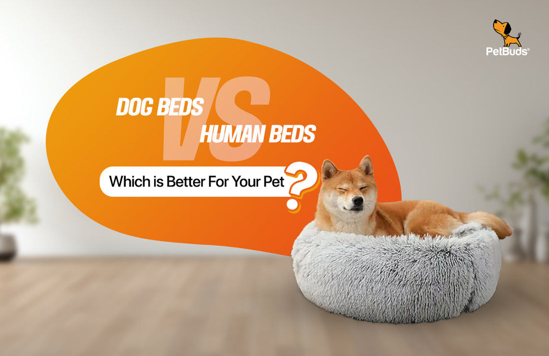 The Bed Battle: Dog Beds vs Human Beds - Which is Better?