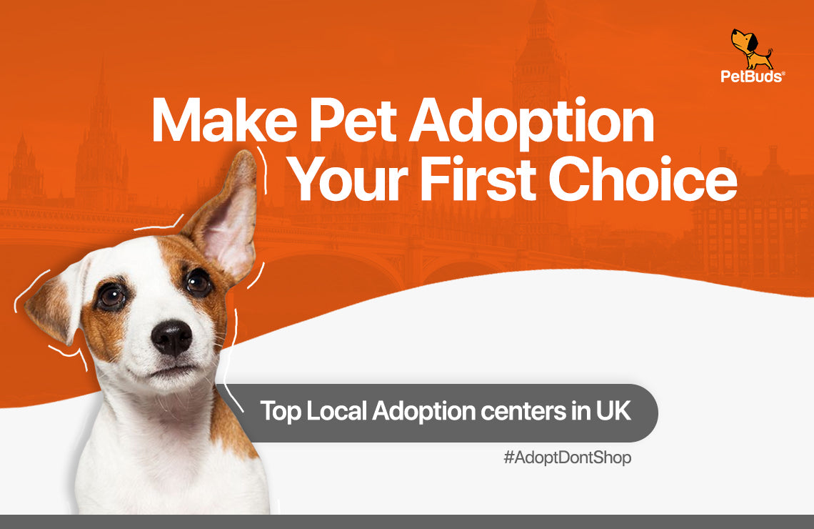 Why Pet Adoption Should Be Your First Choice? – PetBuds