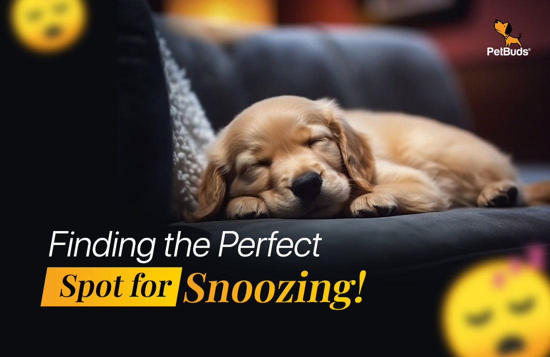 Choosing the Right Dog Bed: Finding the Perfect Spot for Snoozing