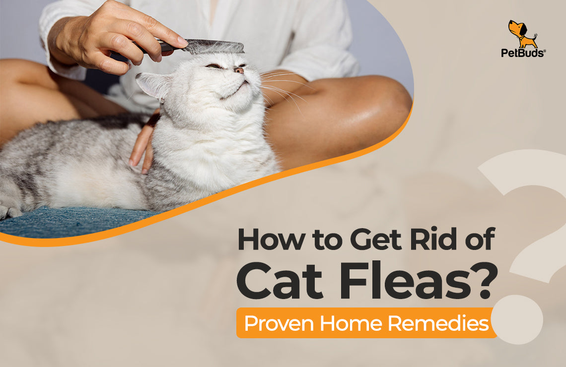 How to Get Rid Of Cat Fleas with Proven Home Remedies โ PetBuds
