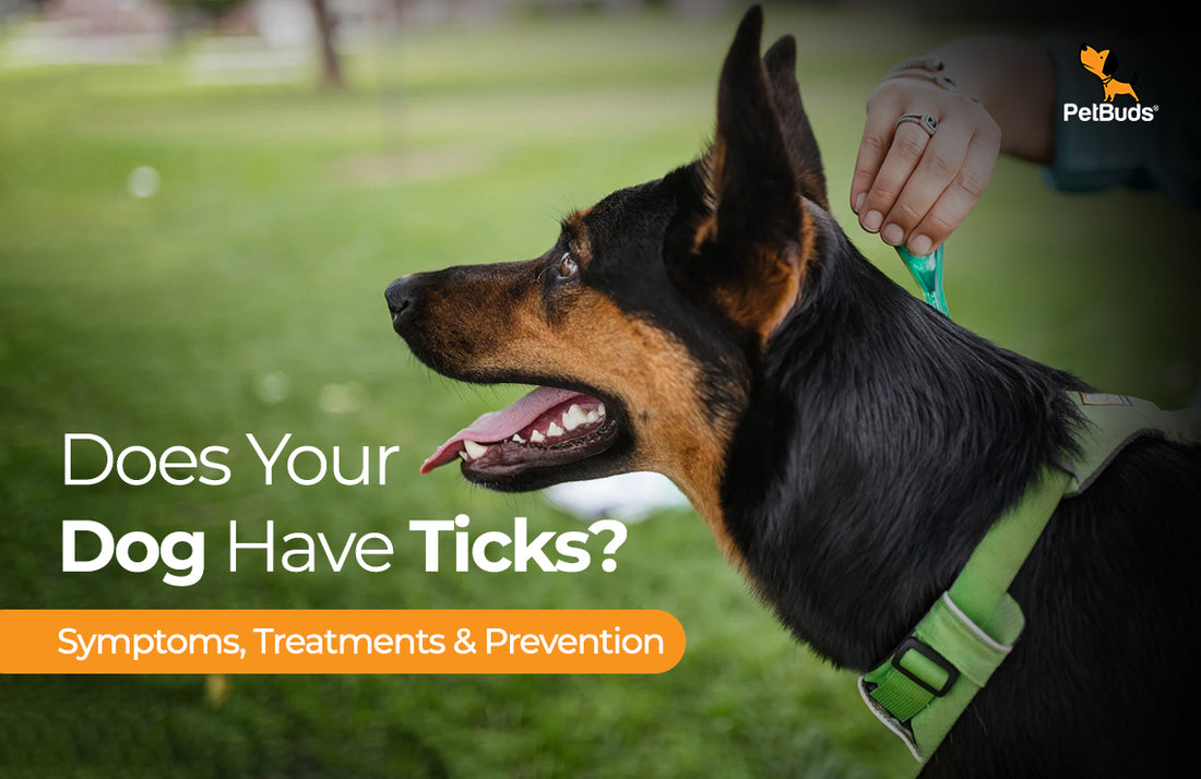 Does Your Dog Have Ticks? Here's What You Need to Know