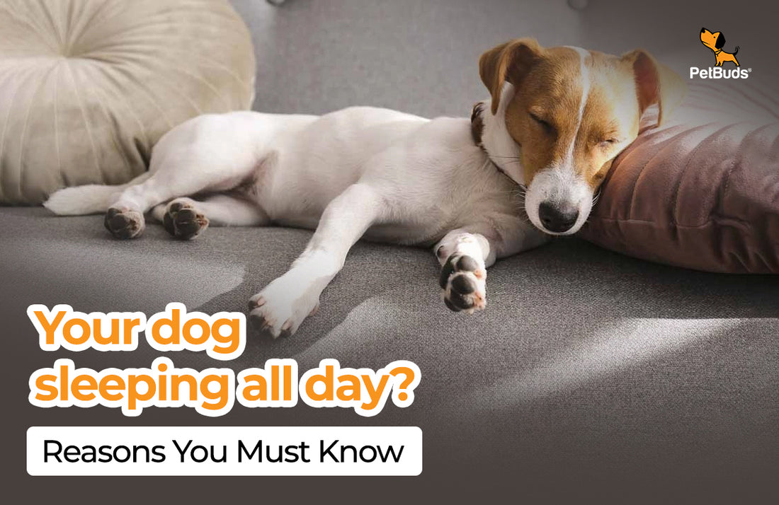 Why Do Dogs Sleep So Much? Reasons You Don't Want To Miss