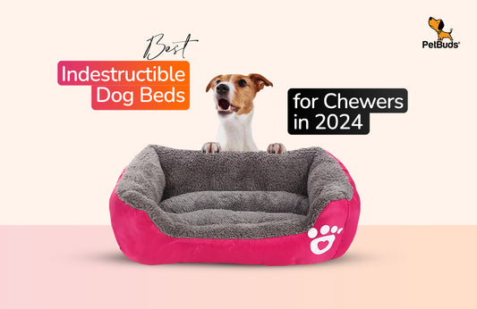 You Must Invest in These Indestructible Dog Beds For Chewers in 2024!