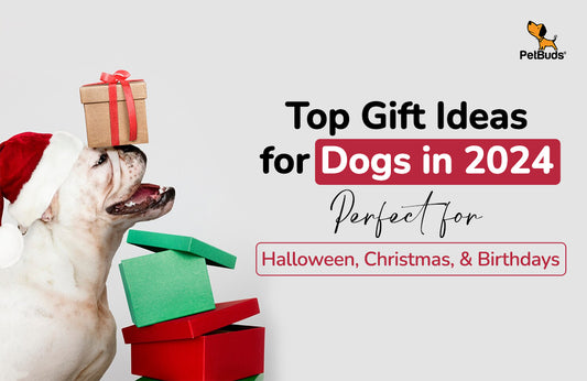 Best Gifts for Dogs in 2024: Birthdays, Christmas and Halloween