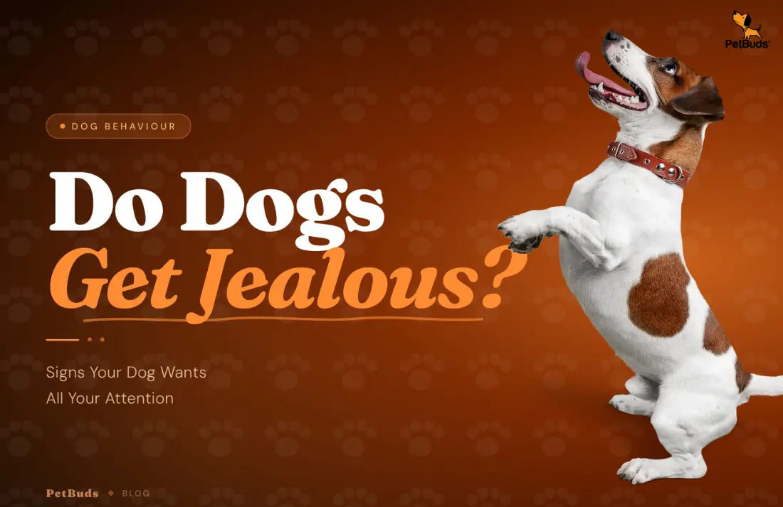 Signs of jealousy in dogs when owner gives attention to another pet