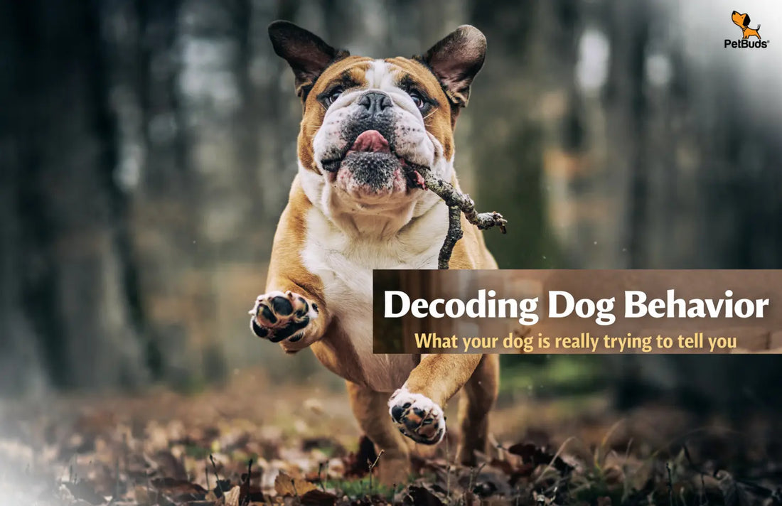 Dog sitting with curious expression showing natural behavior and communication signs
