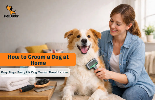 Woman grooming her dog at home in the UK using brush and grooming tools in a clean living room setting