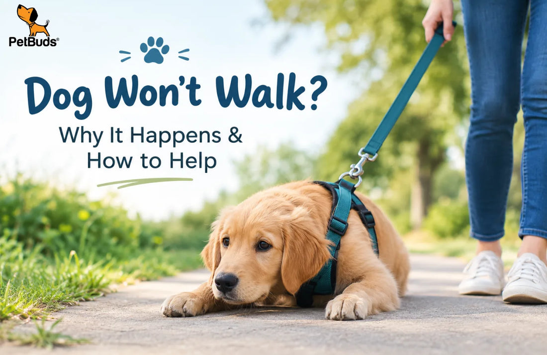 Dog won't walk on leash during gentle training