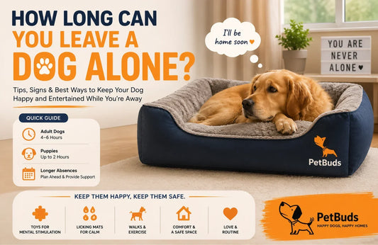 Golden Retriever relaxing on a PetBuds dog bed with tips on how long you can leave a dog alone, signs of separation anxiety, and ways to keep dogs happy while home alone.