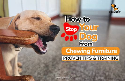 how to stop dog chewing furniture