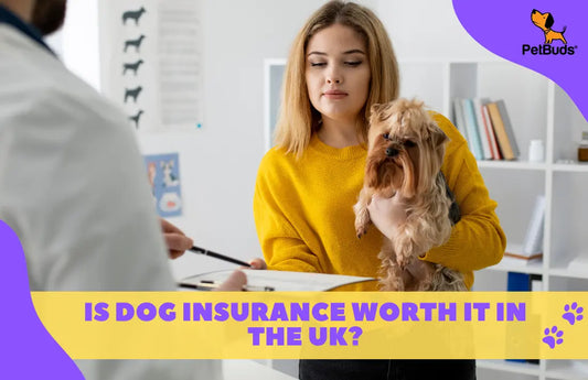 UK dog insurance guide with costs, benefits, and risks explained