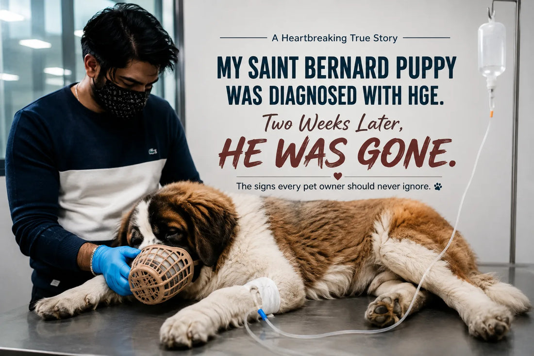 Saint Bernard puppy receiving treatment for HGE at a veterinary clinic